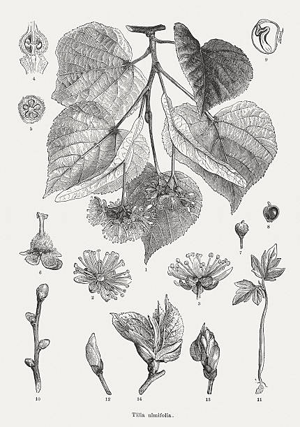 Small-leaved Lime, wood engravings, published in 1877 Small-leaved Lime (Tilia ulmifolia, orTilia cordata). Woodcut engraving, published in 1877. tilia cordata stock illustrations
