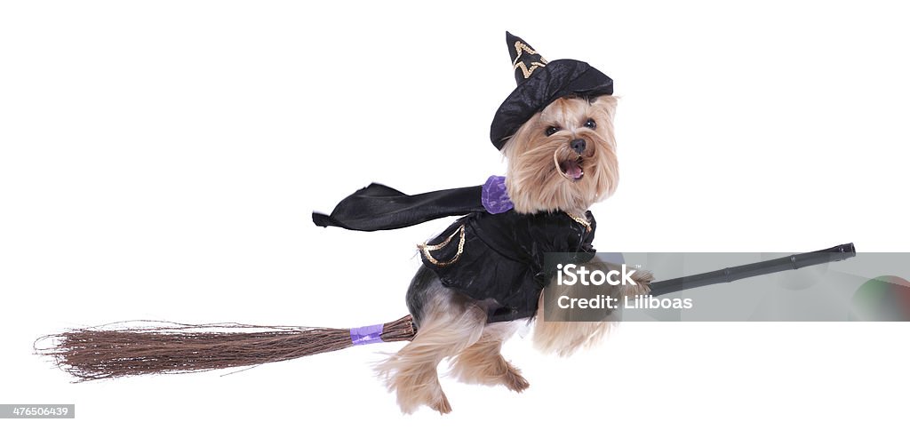 Yorkshire Terrier Welpe gekleidet wie eine Hexe Reiten Ihre broomstick - Lizenzfrei Hund Stock-Foto