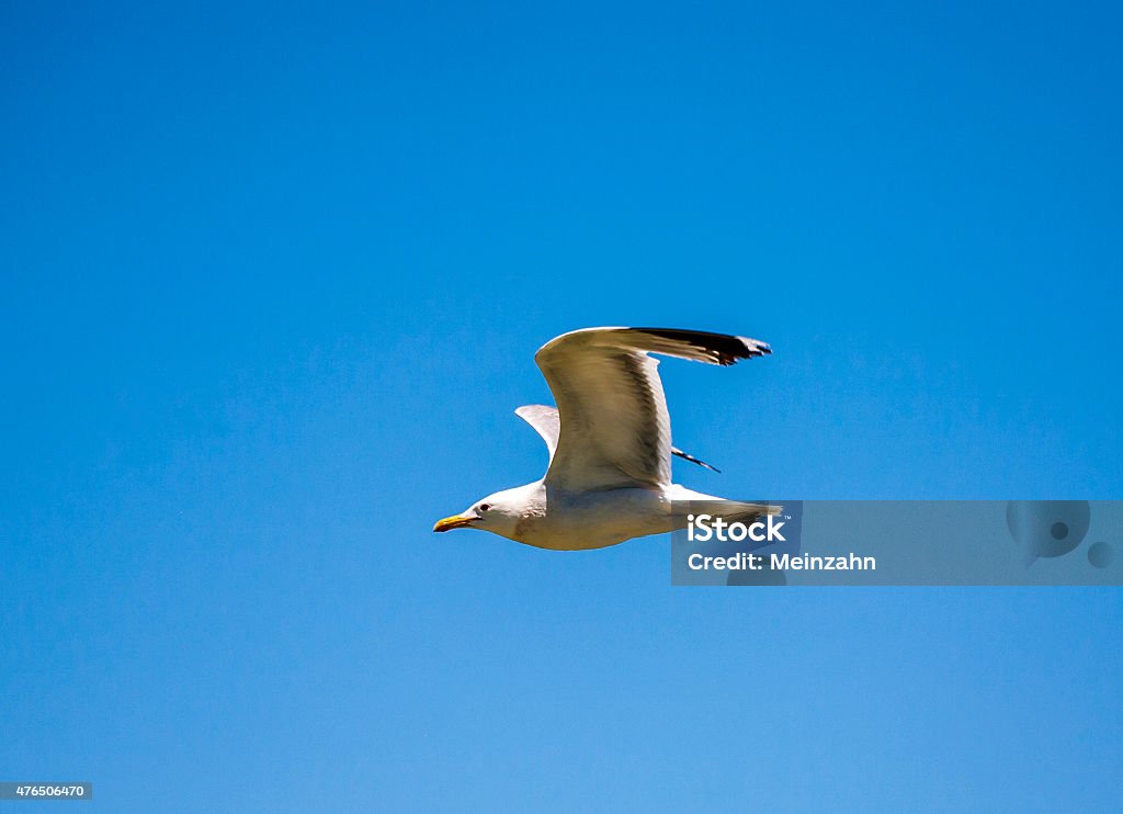 california gull flying over the beautiful Mono Lake california gull flying over the beautiful Mono Lake in California near Lee Vining 2015 Stock Photo