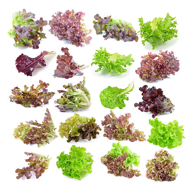 istock fresh green lettuce leaves isolated on white 476508882