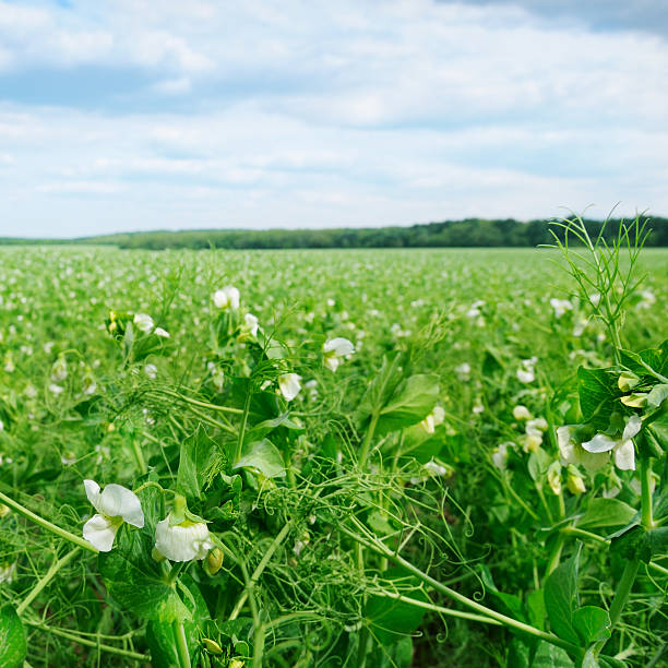 istock field with flowering peas 476508911
