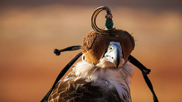 falcon - hunting blind stock-fotos und bilder