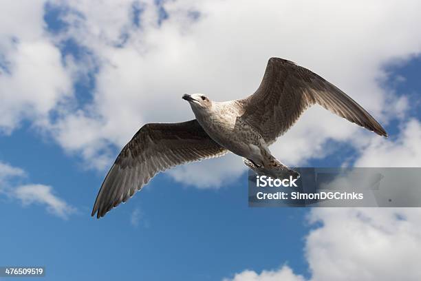 Seagull のフライト - カモメ科のストックフォトや画像を多数ご用意 - カモメ科, フェザー, 写真