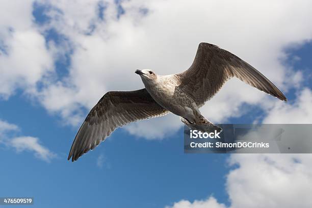 Gaivota Em Voo - Fotografias de stock e mais imagens de Asa de animal - Asa de animal, Asas abertas, Azul