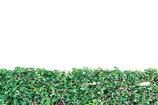 istock Green plant wall isolated on white background 476509578