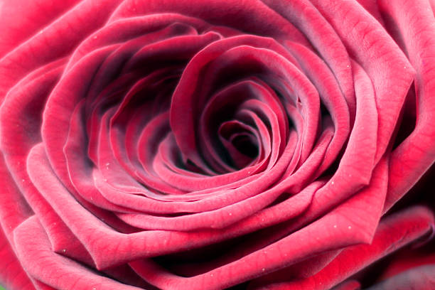 rote rose - vibrant color part of full studio shot stock-fotos und bilder