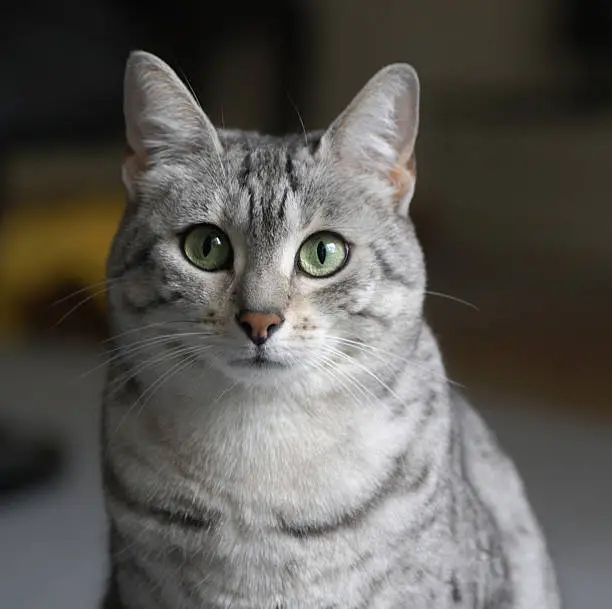 This Egyptian Mau cat is looking you straight in the eye, and she seems to know what you're thinking.