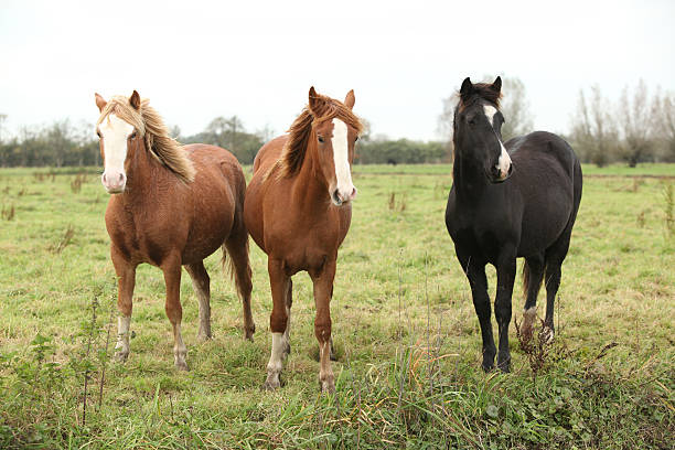 istock Three ponnies on autumn pasturage 476511689