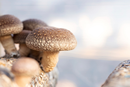 shiitake mushrooms being cultivated the traditional organic way