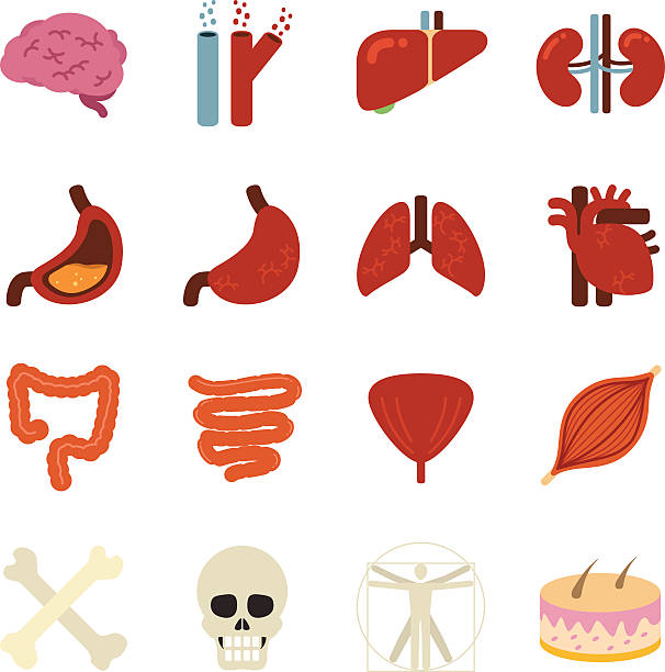 Stock Vector Illustration: Human organs Stock Vector Illustration: Human organs liver organ stock illustrations