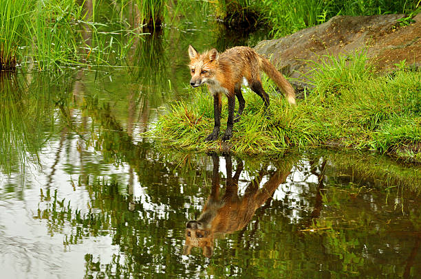 istock Water reflections of little red fox. 476515424