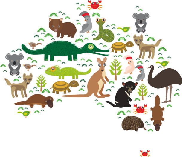 map of Australia. Echidna Platypus Emu Tasmanian devil Cockatoo Wombat map of Australia. Echidna Platypus ostrich Emu Tasmanian devil Cockatoo parrot Wombat snake turtle crocodile kangaroo dingo octopus fish. Vector illustration echidna isolated stock illustrations