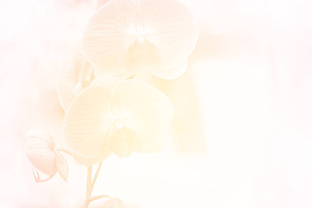 Phalaenopsis orchid in soft pastel color