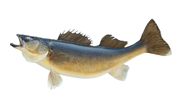 Nice walleye isolated on a white background stock photo
