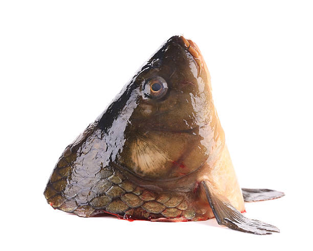 istock Close up of fish's head 476517541