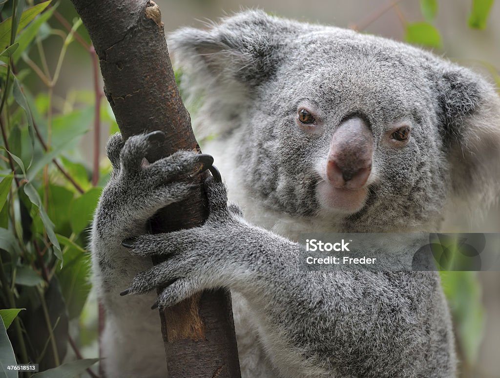 koala - Foto de stock de Aferrarse libre de derechos