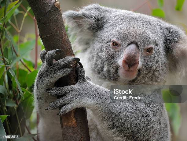 Koala Foto de stock y más banco de imágenes de Aferrarse - Aferrarse, Animal, Animales salvajes