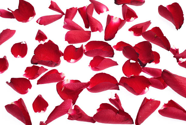 istock rose petals isolated on white background 476519188