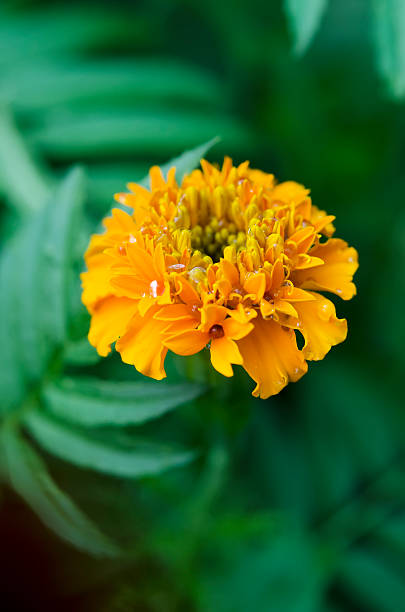 istock Macro Marigolds flowers in the garden. 476519215