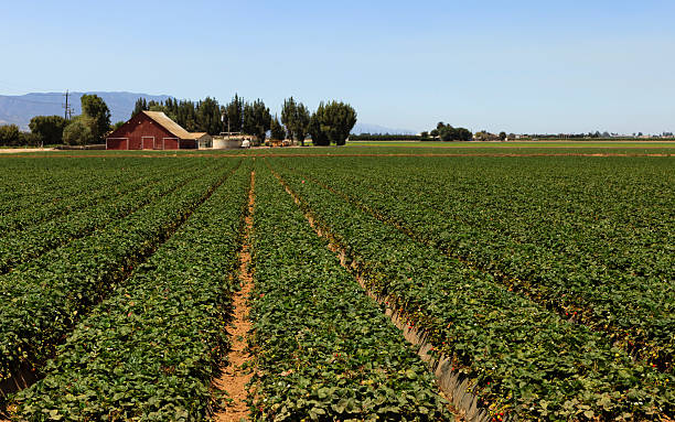 Strawberry Beds stock photo