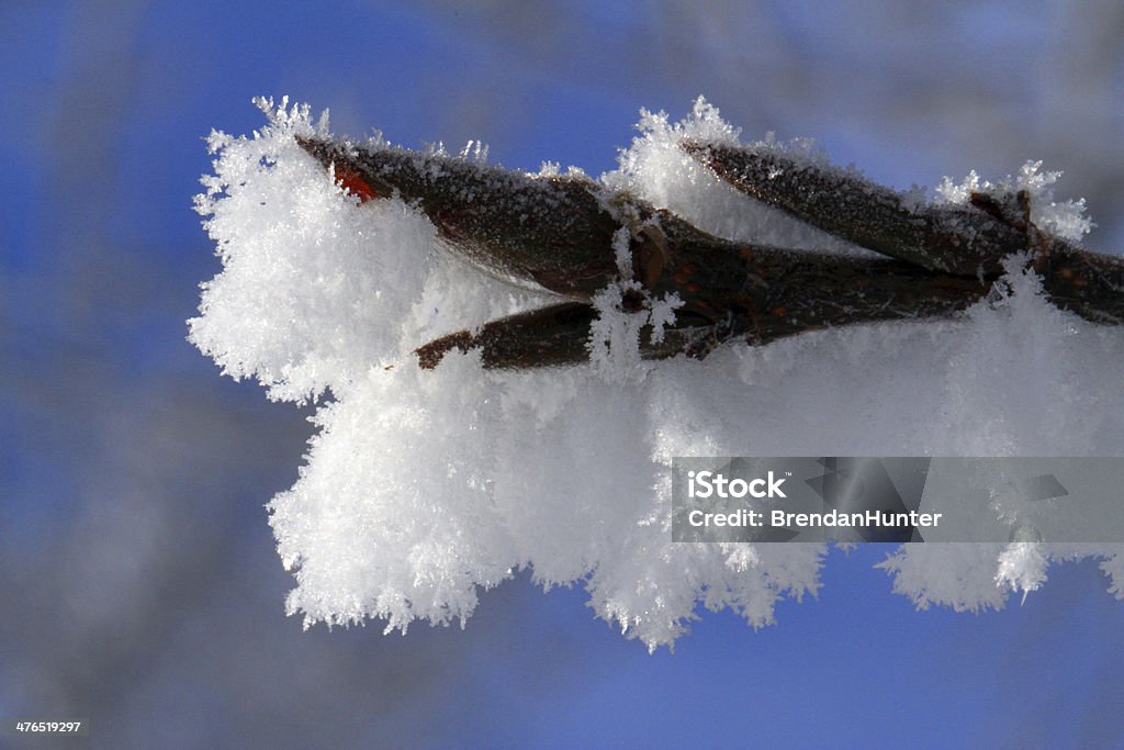 Heavy Ice Snow and ice encases a prairie bush in the middle of winter. Alberta Stock Photo