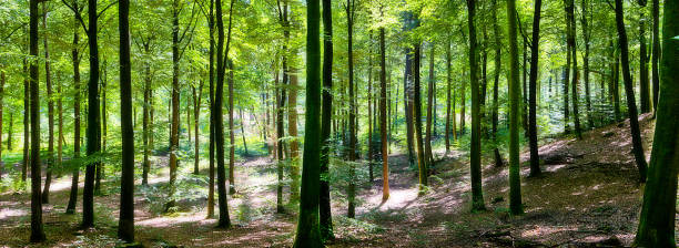panoramic spring forest - skog sverige bildbanksfoton och bilder
