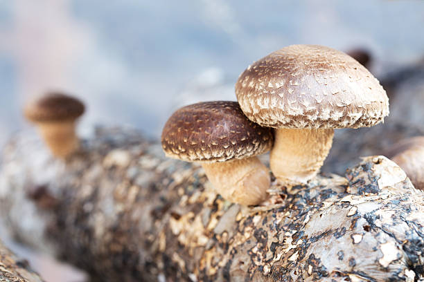 funghi shiitake che viene coltivato il tradizionale modo organico - edible mushroom plants raw food nature foto e immagini stock
