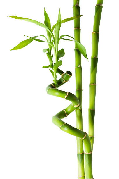 łodyg bambusa-trzy - bamboo bamboo shoot green isolated zdjęcia i obrazy z banku zdjęć