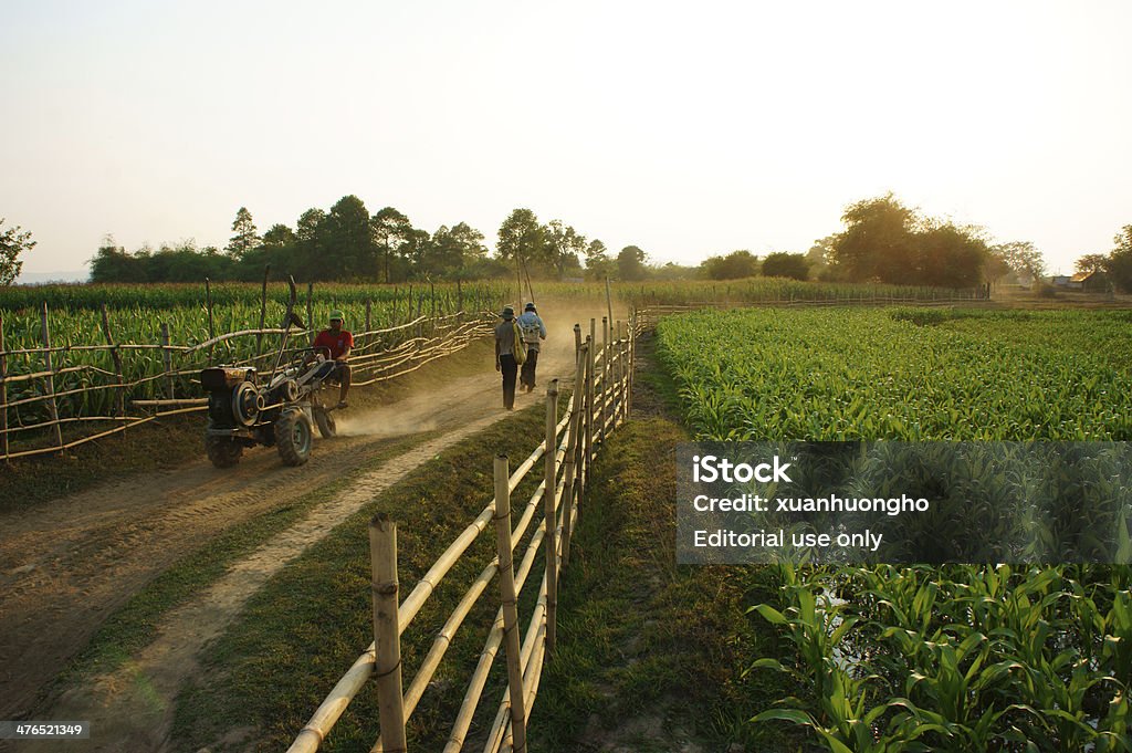 beautiful scene with path, wooden fence, green vegetable field Daklak, Vietnam - February 7, 2014: Peaceful, beautiful scene of countryside with dusty path, wooden fence, green vegetable field, farmer walking on way and ride farm vehicle to coming home, Viet Nam, Feb 7, 2014 Adult Stock Photo