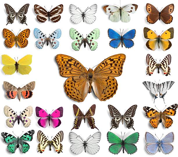 butterfly, owad, wing - malachite butterfly zdjęcia i obrazy z banku zdjęć