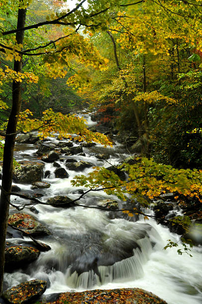 istock Stream in fall colors in the Smokies. 476523044