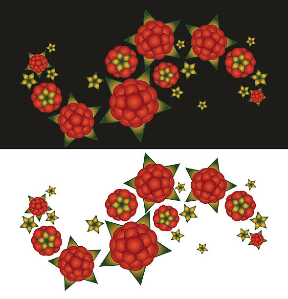 Exploding Raspberries 200+ Exploding Fruit White Background Stock Illustrations, Royalty-Free ...