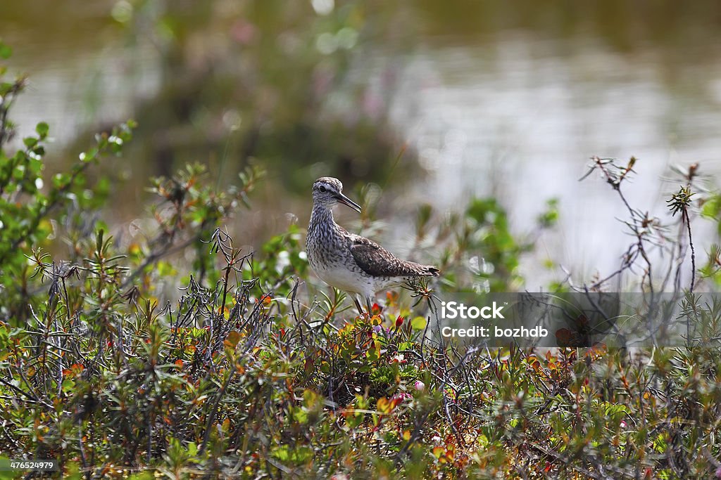 Bécasseau tacheté en taimyr tundra - Photo de Adulte libre de droits