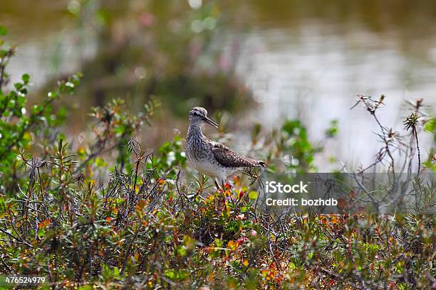 Photo libre de droit de Bécasseau Tacheté En Taimyr Tundra banque d'images et plus d'images libres de droit de Adulte - Adulte, Bécasseau, Faune