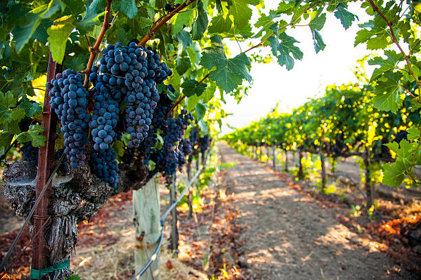 napa valley uva cluster - vineyard napa valley sonoma county california foto e immagini stock