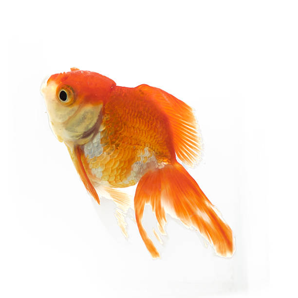 istock single goldfish animal isolated on white background 476527352