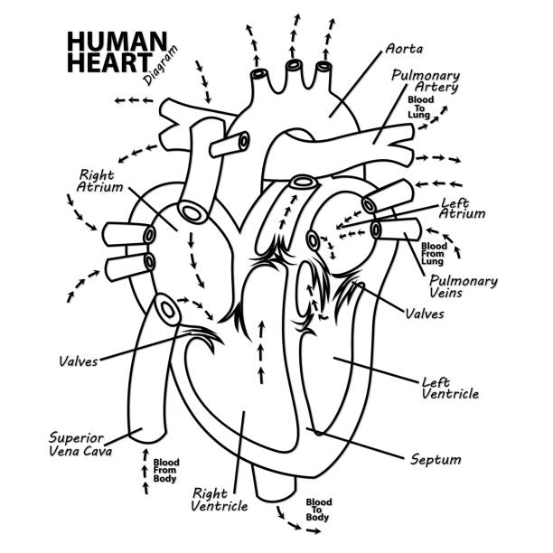 menschliches herz zeichnung anatomie tattoo - herzkammer stock-grafiken, -clipart, -cartoons und -symbole