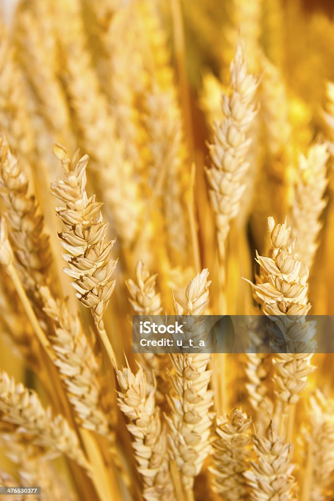 Orecchie di grano sullo sfondo oro - Foto stock royalty-free di Agricoltura