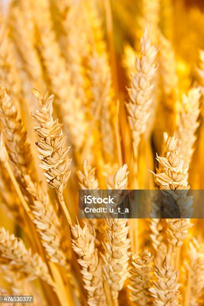 Orecchie Di Grano Sullo Sfondo Oro - Fotografie stock e altre immagini di Agricoltura - Agricoltura, Appuntito, Cereale