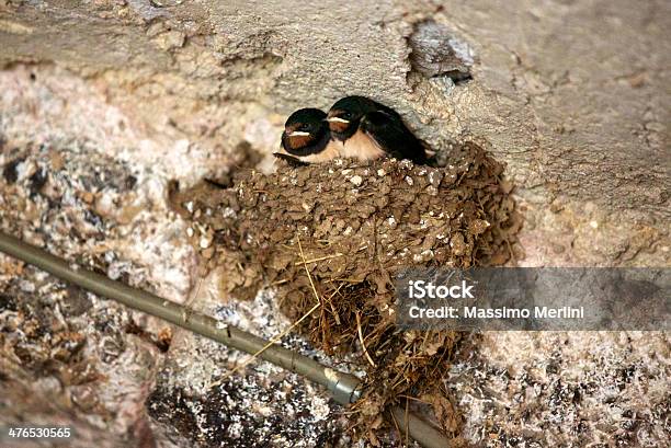 Swallow Nesting - zdjęcia stockowe i więcej obrazów Błagać - Błagać, Część ciała zwierzęcia, Dymówka zwyczajna