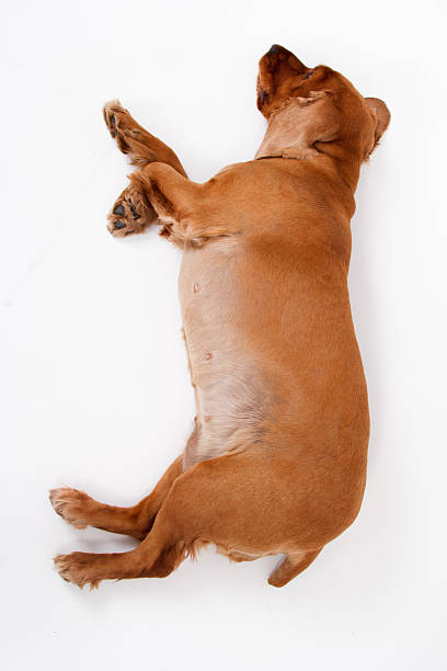 istock Top View of English Cocker Spaniel Dog 476530937