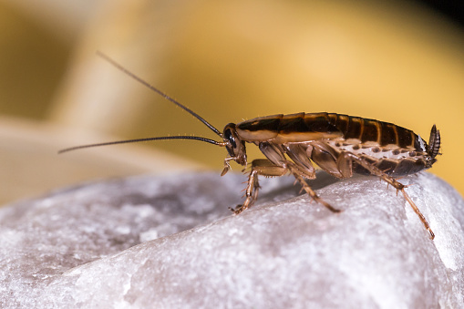 Alemán cucaracha (Blattella germanica) photo
