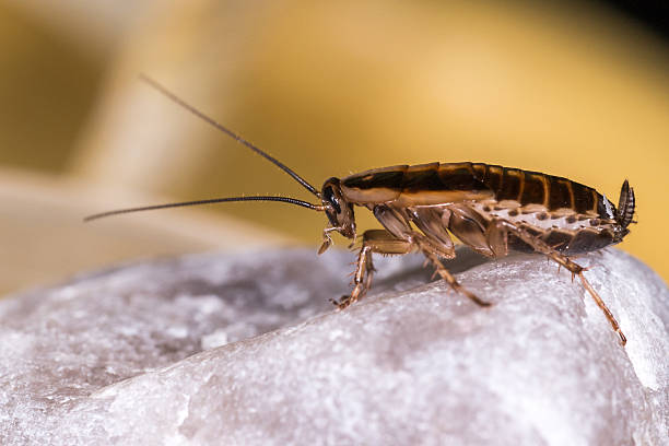 The German cockroach (Blattella germanica) stock photo
