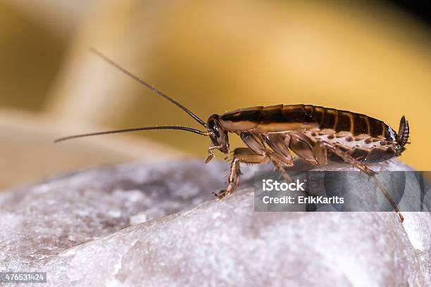 The German Cockroach Stock Photo - Download Image Now - Cockroach, Germany, Brown