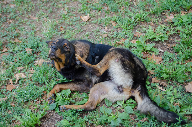 rue chien - dog scratching flea dog flea photos et images de collection