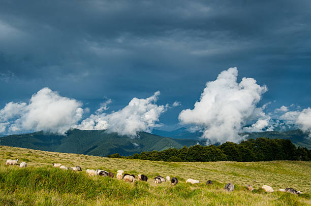 시프 패스처 in carpathian 산맥 - low grass hill pasture 뉴스 사진 이미지