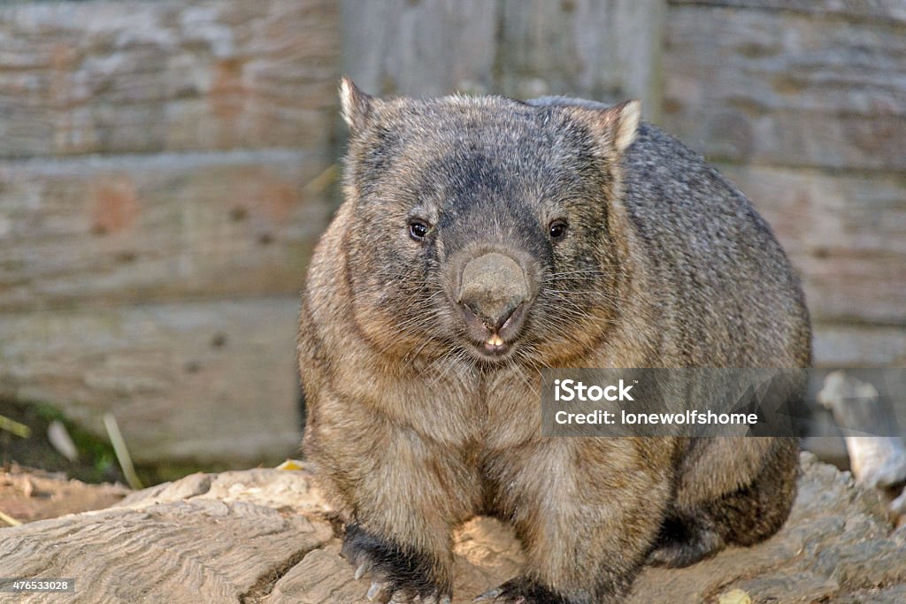 marsupial a wombat sitting on a tree log in zoo Wombat Stock Photo