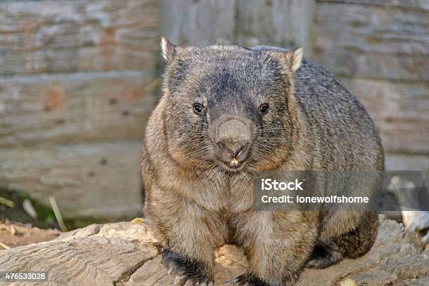 Marsupial Stock Photo - Download Image Now - Wombat, 2015, Animal