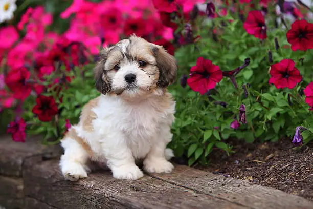 An adorable Shichon (A Shih Tzu and a Bichon Frise cross) puppy sits in a blooming garden and watches the world go by.