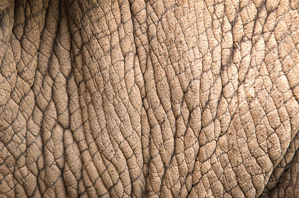 istock rhinoceros skin 476533611